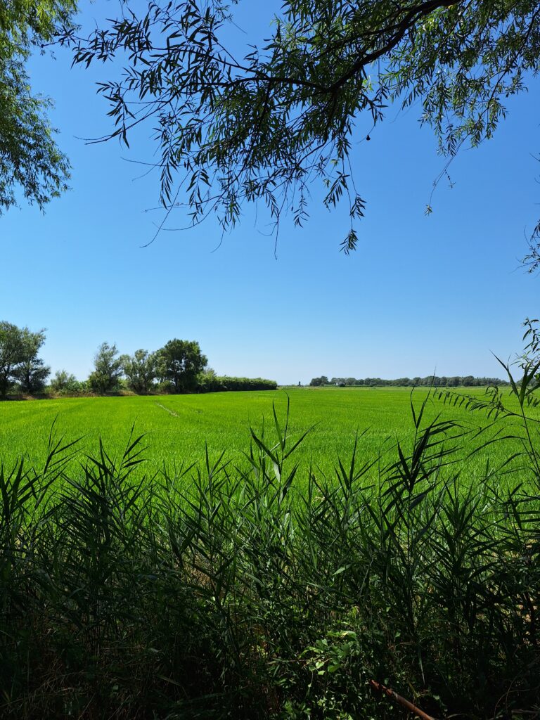 Voyage à vélo jour 3 : Saint Gilles - Aigues Mortes (ViaRhôna)