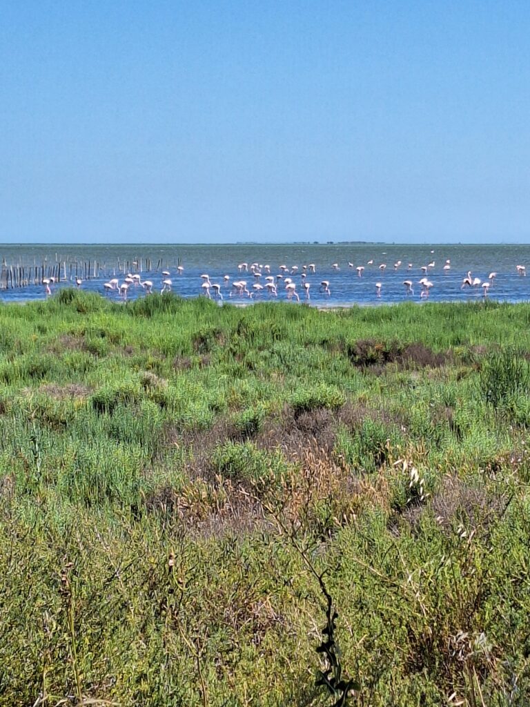 Voyage à vélo jour 3 : Saint Gilles - Aigues Mortes (ViaRhôna)