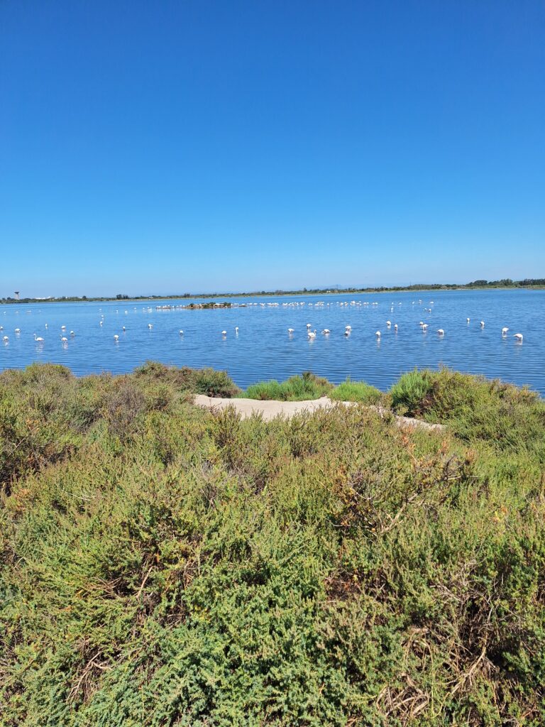 Voyage à vélo jour 4 : Aigues Mortes - Montpellier (ViaRhôna)