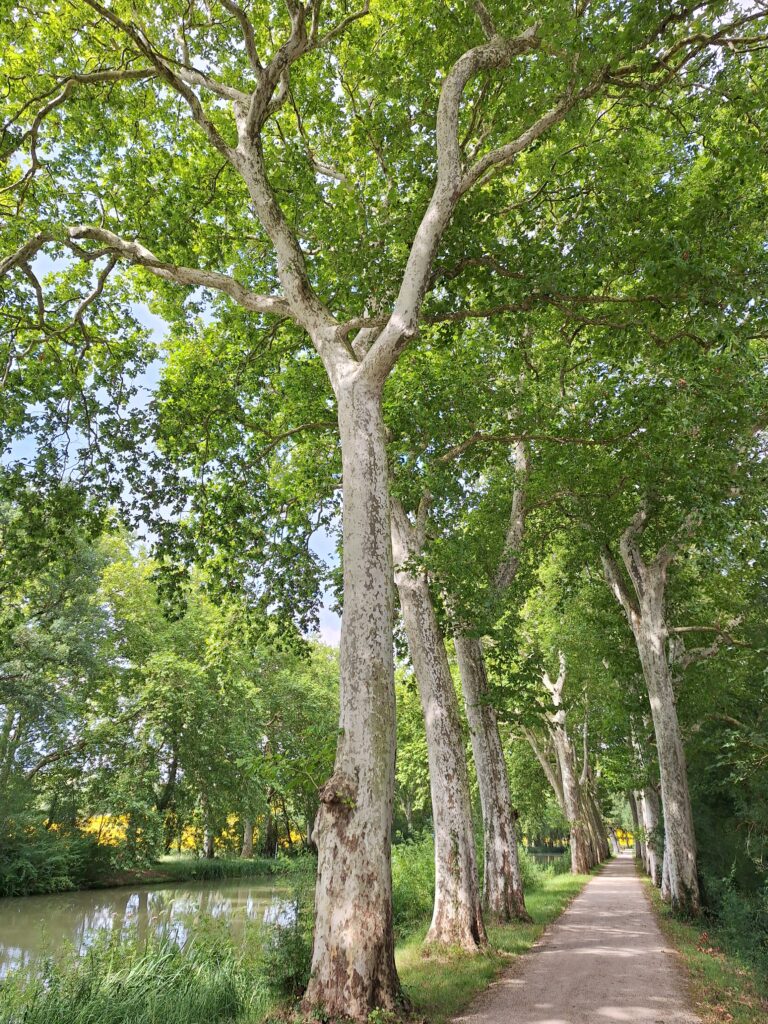 Voyage à vélo jour 9 : Avignonet Lauragais - Toulouse (Canal des deux mers)